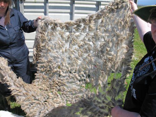 North Ronaldsay fleece pulling apart